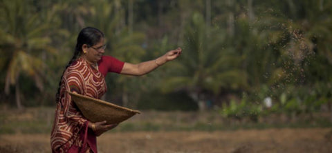 FAIR TRADE AS WE DO IT: THE STORY OF JUMBO NUTS